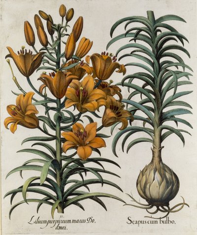 Lilium purpureum mauis Do danei e Scapus cum bulbo inciso dalla scuola tedesca, 1713 da Basilius Besler